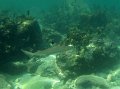 Requin pointe noire